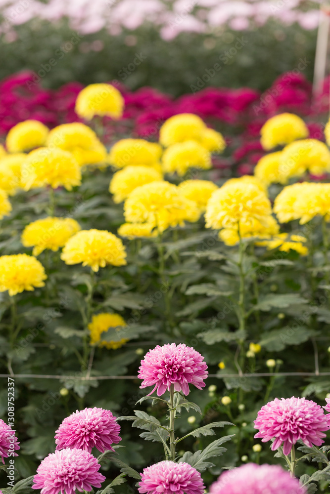 Obraz premium Rows of Chrysanthemum Flowers in Garden