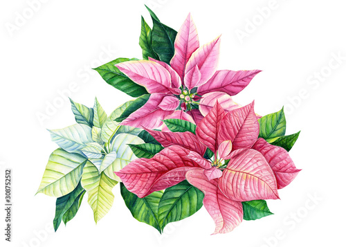 poinsettia plants blooming on an isolated white background  christmas flower watercolor illustration  hand drawing  winter floral 