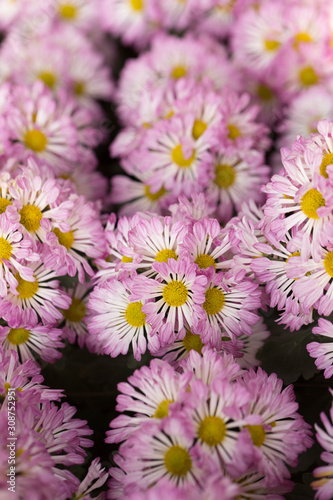 Pink Chrysanthemum Flower in Garden