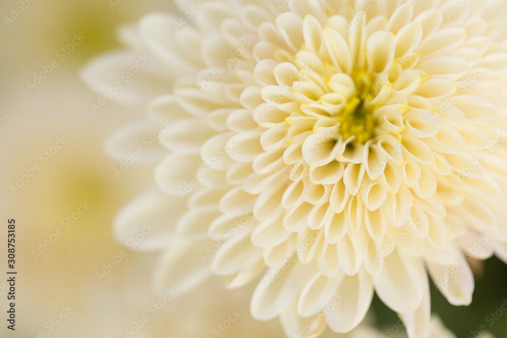 Fototapeta premium White Chrysanthemum Flower in Garden