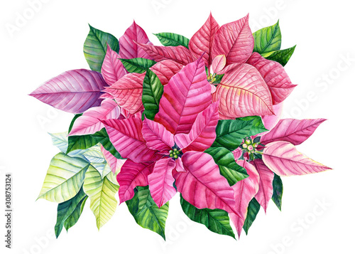 set of poinsettia flowers on a white background  watercolor illustration  hand drawing  christmas decorations