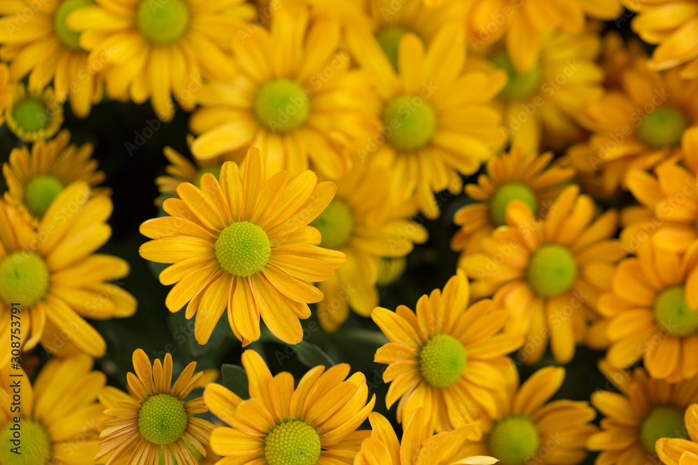 Yellow Chrysanthemum Flower in Garden Yellow Chrysanthemum Flower in Garden