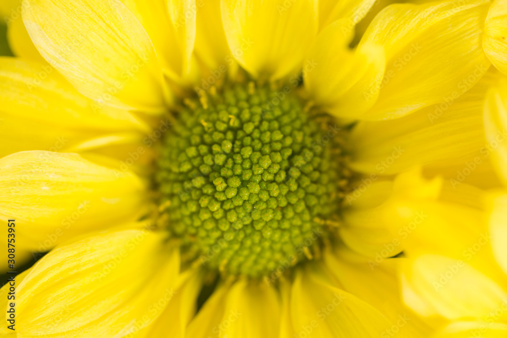Yellow Chrysanthemum Flower in Garden Yellow Chrysanthemum Flower in Garden