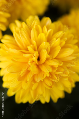 Yellow Chrysanthemum Flower in Garden