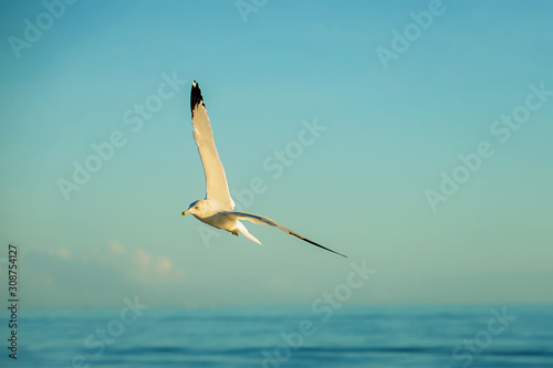 bird in lfight over ocean