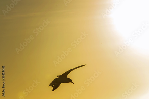 bird in flight with sun