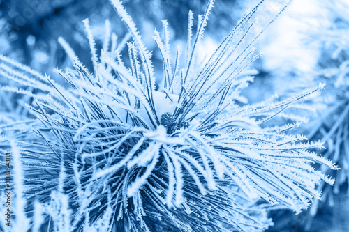 Coniferous branches covered with hoarfrost in classic blue trendy color. background. Color of the year 2020.