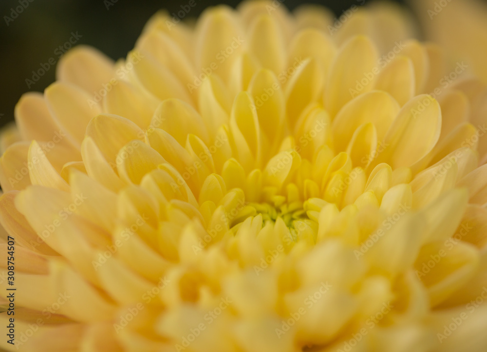 Yellow Chrysanthemum Flower in Garden Yellow Chrysanthemum Flower in Garden