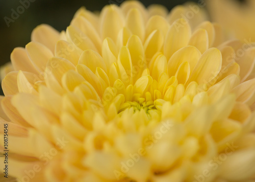 Yellow Chrysanthemum Flower in Garden