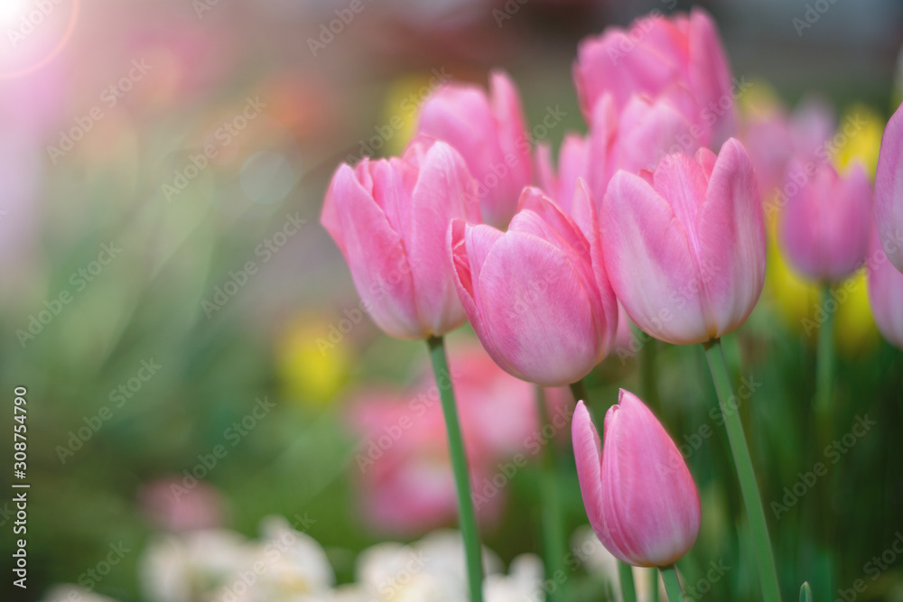 Colorful of group of pink tulips against sunlight and flare as floral background