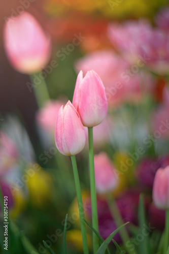 Fototapeta Naklejka Na Ścianę i Meble -  Colorful of couple tulips against sunlight as floral background
