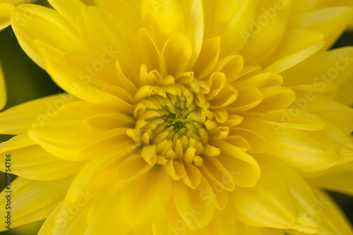 Yellow Chrysanthemum Flower in Garden