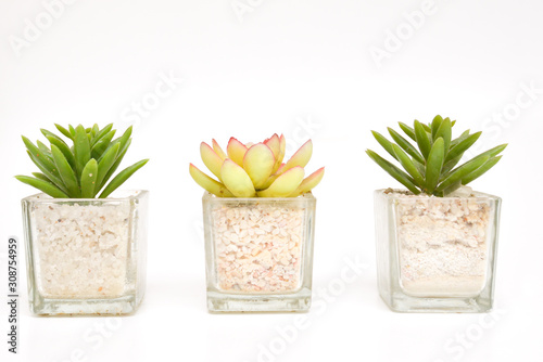 Mini plant for home decoration isolated on white background.