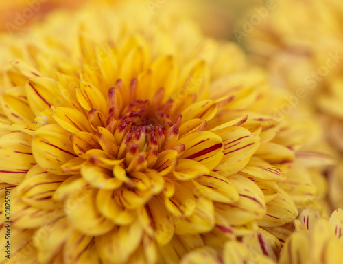 Two-Tone  Yellow and Red  Chrysanthemum Flower in Garden