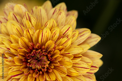 Two-Tone (Yellow and Red) Chrysanthemum Flower in Garden