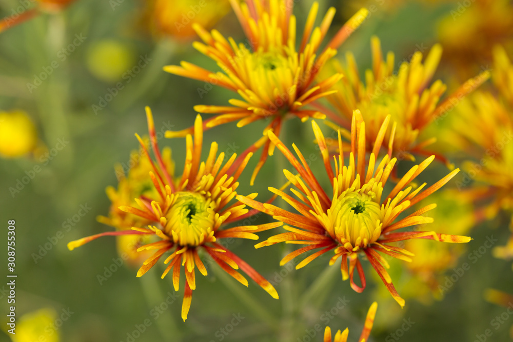 Two-Tone (Yellow and Red) Chrysanthemum Flower in Garden Two-Tone (Yellow and Red) Chrysanthemum Flower in Garden