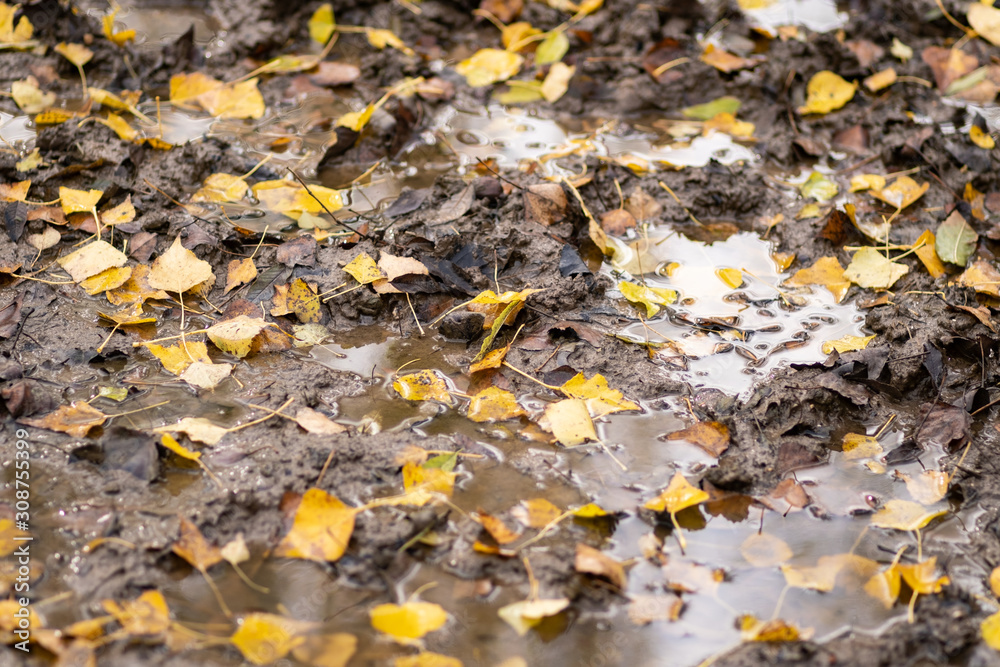 leaves in a puddle on a muddy path in autumn leaves in a puddle on a muddy path in autumn
