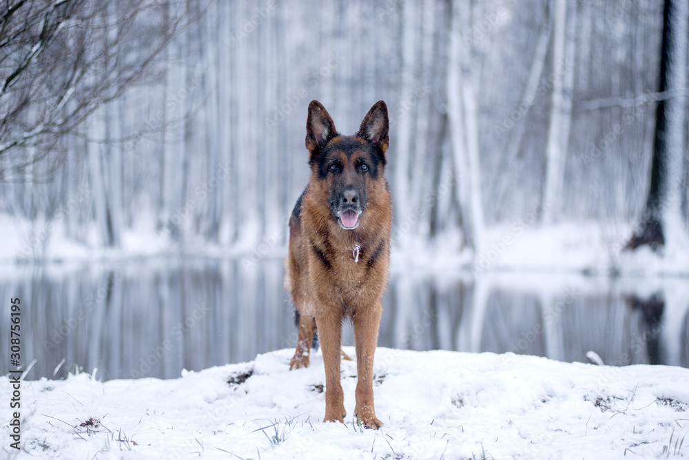Dog breed German shepherd from the frozen lake in the woods all around in the snow
