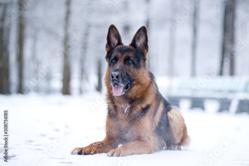 Dog breed German shepherd lies on a snowy path in the Park