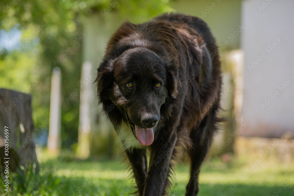 Fototapeta premium Dog walking 