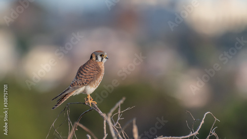 American Kestrel profile view with landscape background © DesiDrew Photography