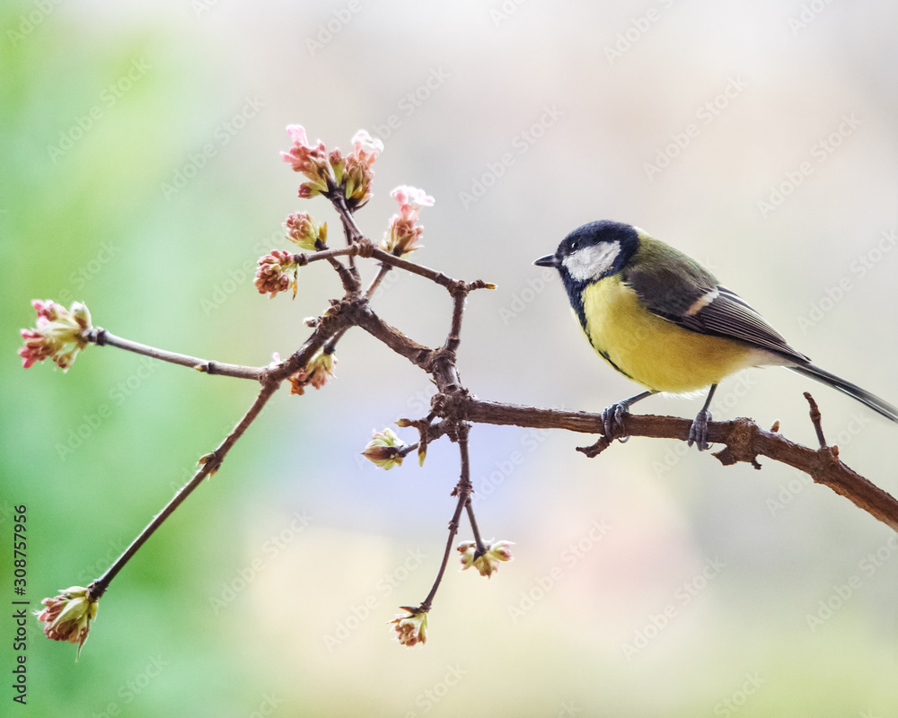 Fototapeta premium blue tit on a perch