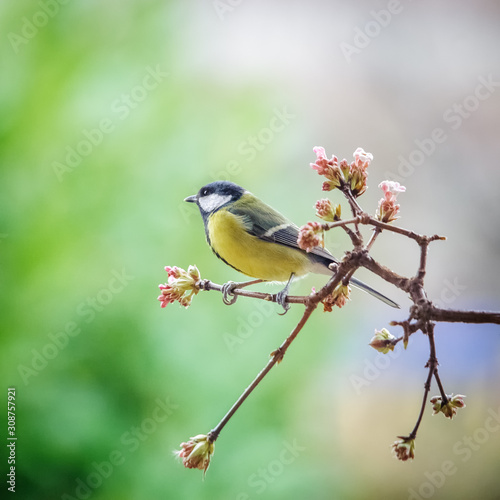 Great tit on a perch