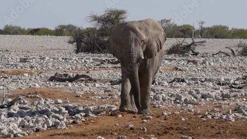african elephants. South africa, Namibia