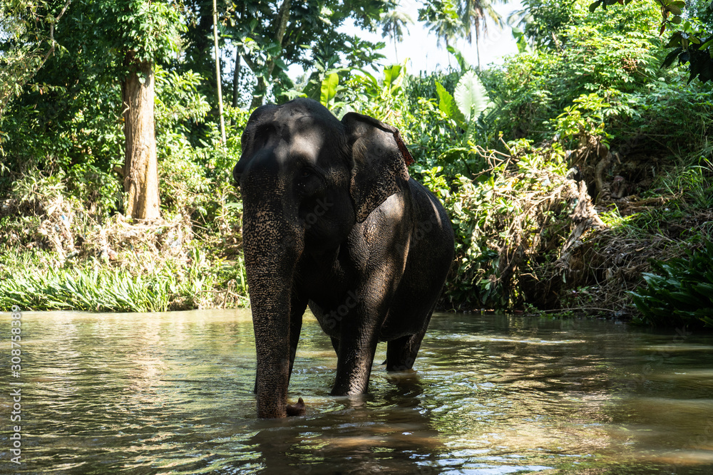 Fototapeta premium Young cheerful indian elephant bathes in a river
