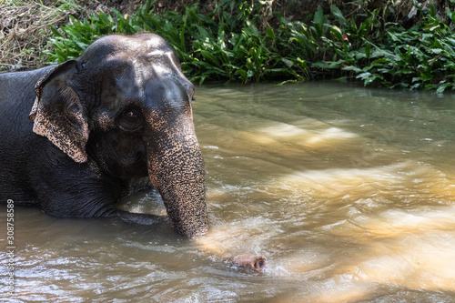 Young cheerful indian elephant bathes in a river