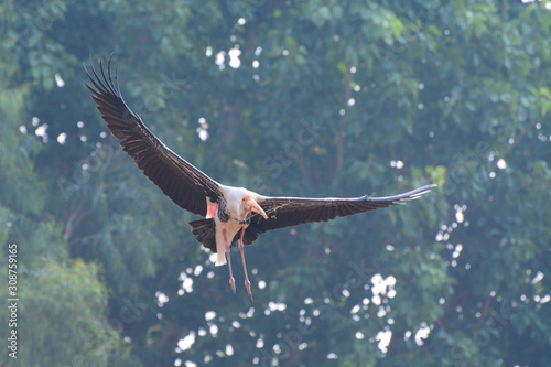 Painted Stork at Kokkarebellur Karnataka India