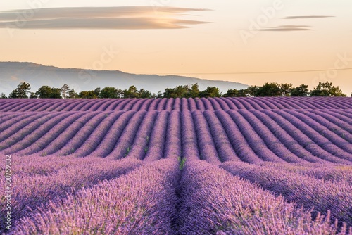 Lavender field in Puimoisson, Provence, France