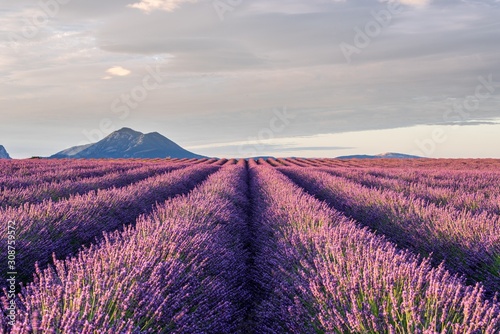 Lavender field in Puimoisson, Provence, France