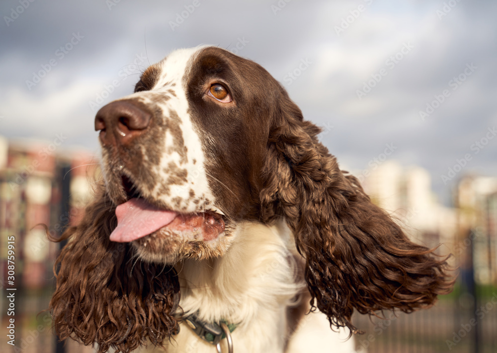 CA spotted Spaniel with long curly ears and brown eyes sticks out his tongue on a bright Sunny day. lose-up portrait of dogs muzzle. Walking pet in autumn. Horizontal shot of animal