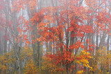 Landscape of autumn maple trees in fog, Michigan, USA
