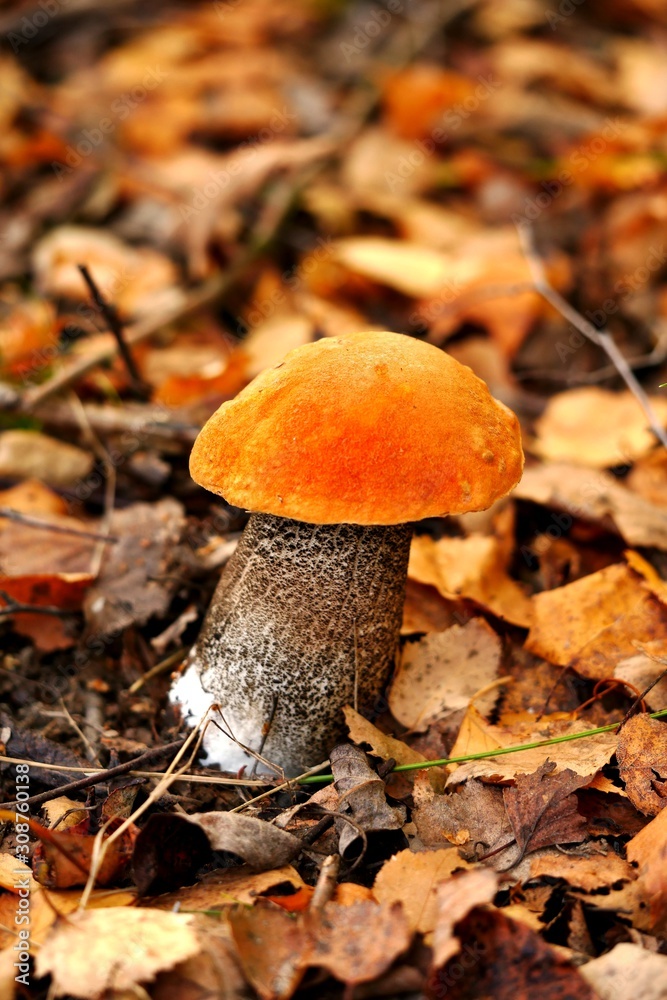 Redcap, Leccinum versipelle on Corsica Redcap, Leccinum versipelle on Corsica