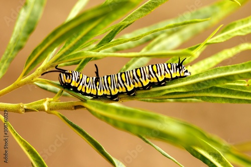 Catterpillar Danaus plexippus