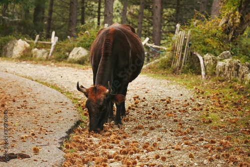 Beef eating Chestnuts on Corsica