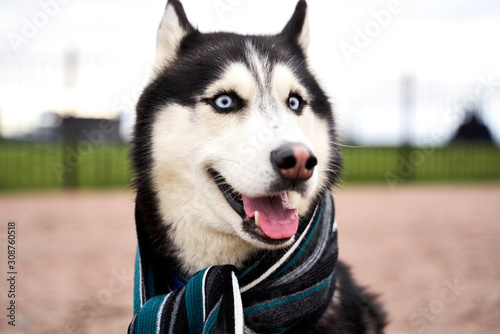 Close-up portrait of husky with blue eyes and protruding tongue, turns ear away, listens, wears scarf around neck. Close-up portrait of dogs muzzle. Walking pet in autumn. Horizontal shot of animal