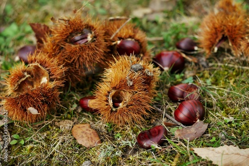 Chestnut Castanea sativa on Corsica