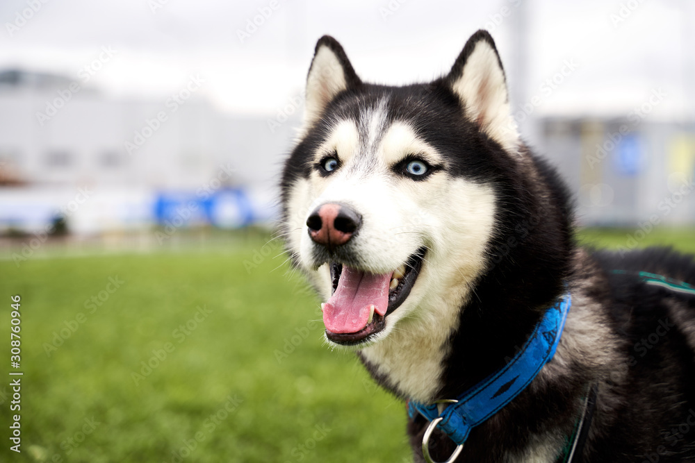 Portrait husky fun looks into camera, sticks out his tongue because of heat, played enough in fresh air. Close-up portrait of dogs muzzle. Walking pet in autumn. Horizontal shot of animal