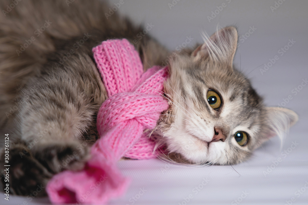 Obraz Gray kitten in a pink handmade knitted scarf.