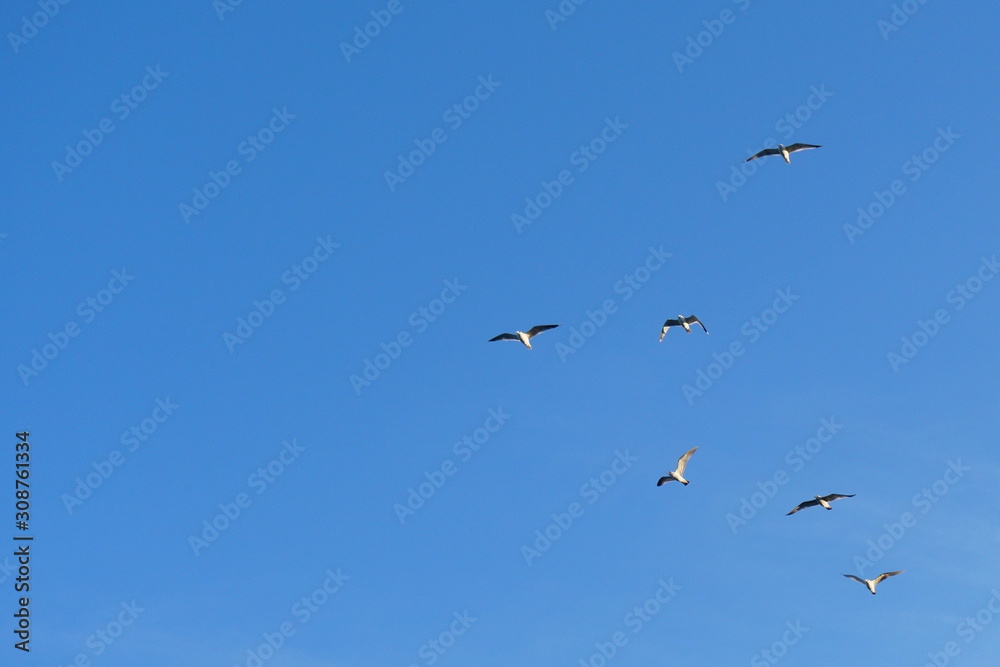 Vögel am blauen Himmel