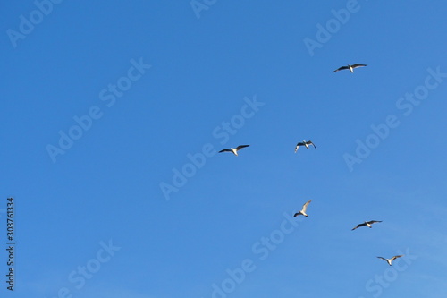 Vögel am blauen Himmel