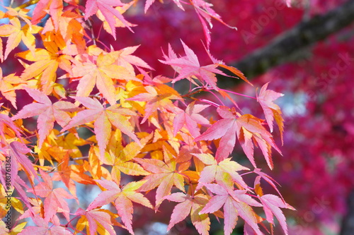 日本の古都 京都の秋の風景 南禅寺と永観堂