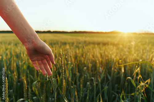 hand with wheat © SHOTPRIME STUDIO