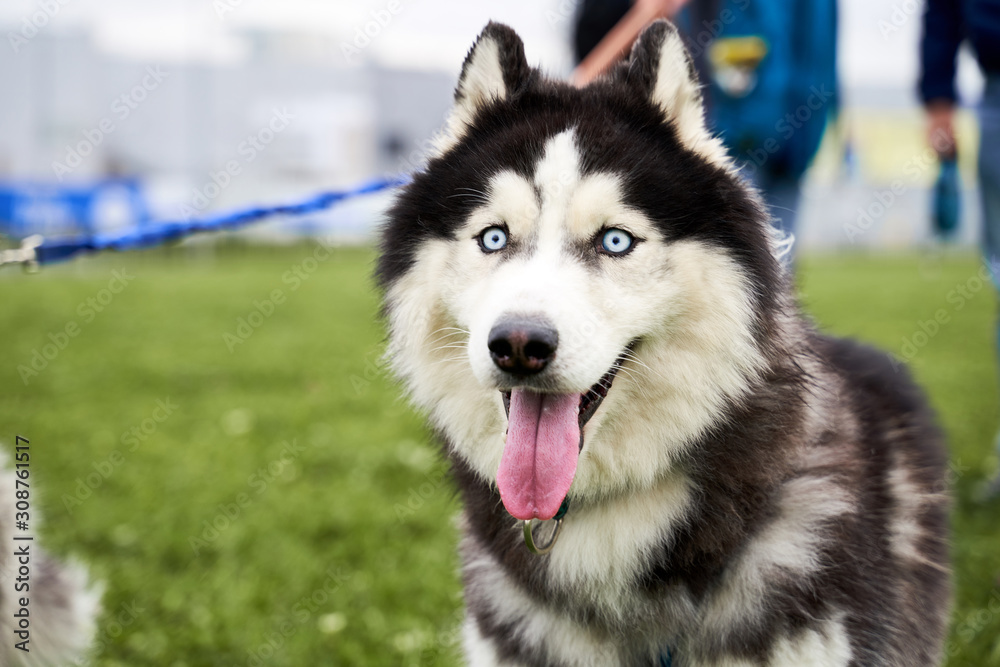 Husky with blue eyes frantically looking at the camera, to the side, an empty space for your text or advertising. Close-up portrait of dogs muzzle. Walking pet in autumn. Horizontal shot of animal