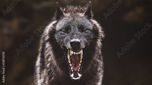 Foto Closeup of a black roaring wolf with a huge mouth and teeth with a blurry backgr