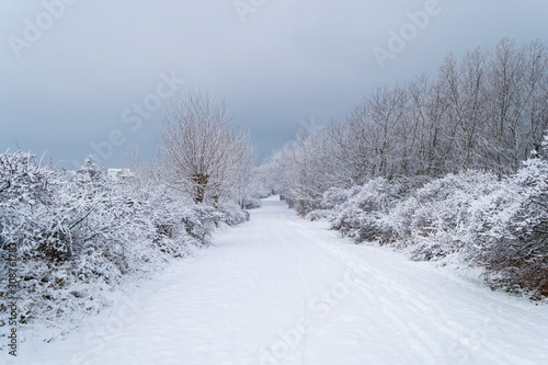 Route bordée d'arbres sous la neige © Agathe Houdayer