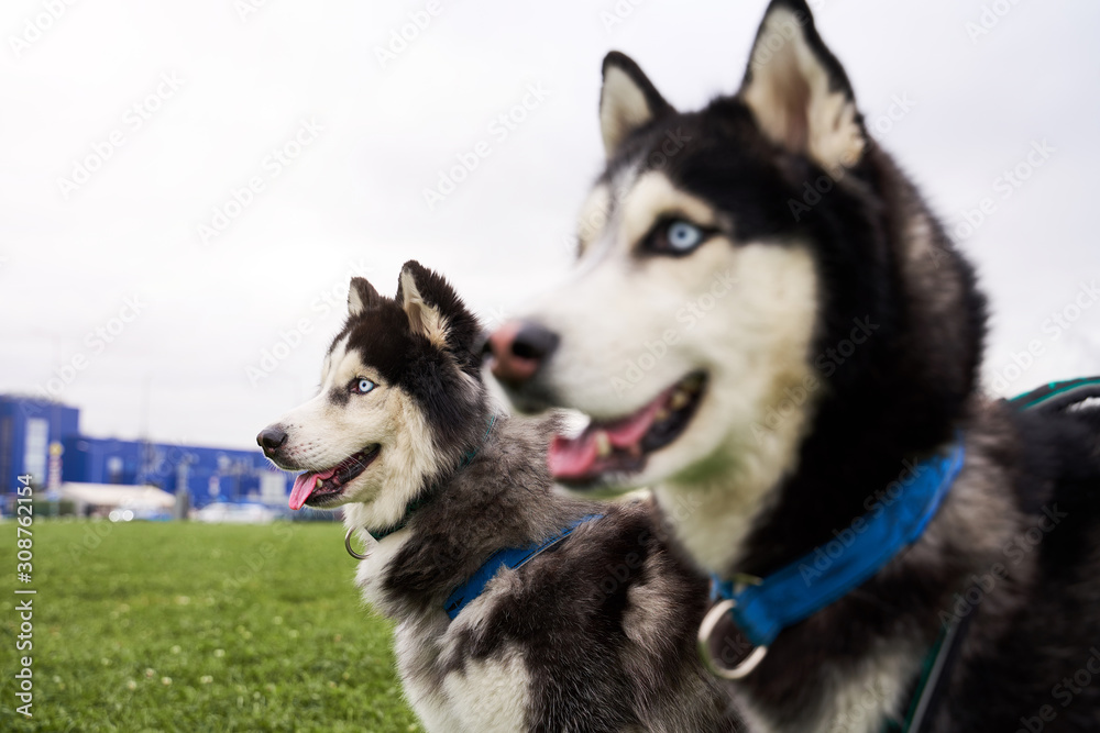 Profile portrait of two huskies looking forward to left on free space for advertising or text. Focus on background. Close-up portrait of dogs muzzle. Walking pet in autumn. Horizontal shot of animal